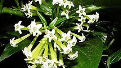 मनाच्या गाभाऱ्यात