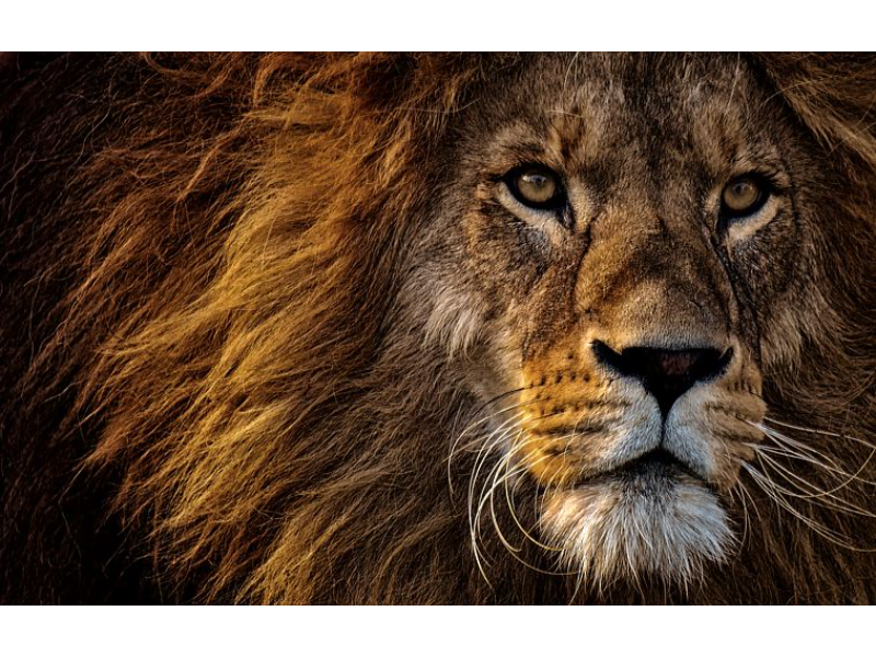 The Hunt